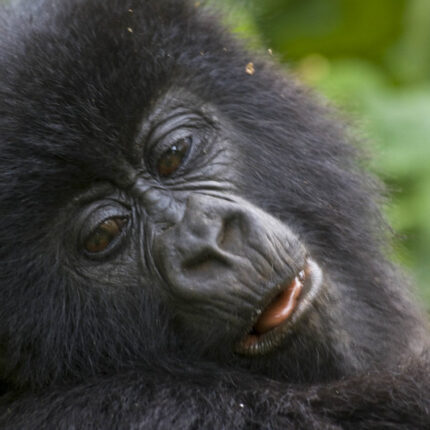 Rwanda & Uganda Gorillas Trekking Safari.
