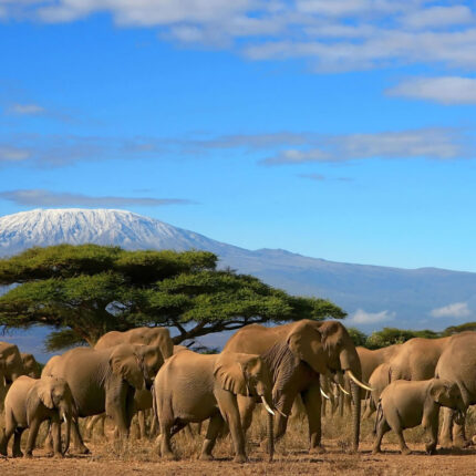 Trekking Mt Kilimanjaro (Machame Route)